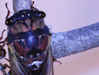 A Tibicen lyricen cicada with 2 of the three ocelli reflecting light.