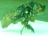 T.canicularis stuck inside nymph skin. Click to enlarge.