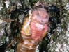 Tibicen canicularis being attacked by ants.