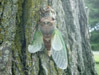 Deformed Tibicen lyricen cicada on a diseased ash tree. Click to enlarge.