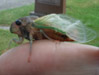 Male T. lyricen with torn off left front foreleg.