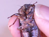 Cicada sexual development