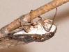 Tibicen canicularis feeding underneath a branch with forlegs in mid-air.