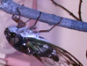 Feeding Tibicen lyricen cicada.