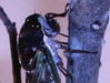 Adult cicadas feeding