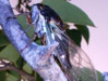 Tibicen lyricen cicadas feeding with front forelegs extended.