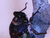 T. lyricen cicada with front forelegs extended.