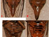 Morphological differences in O. rimosa.