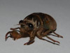 Cicada nymph Pelham, N.H.