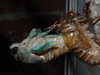Malformed T. lyricen cicada