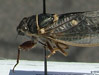 Platypedia mariposa