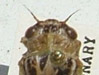 Beameria venosa profile view.