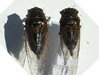 O. bella and O. rimosa males