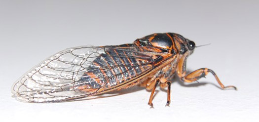 Female Okanagana rimosa lateral view Female Okanagana rimosa lateral view