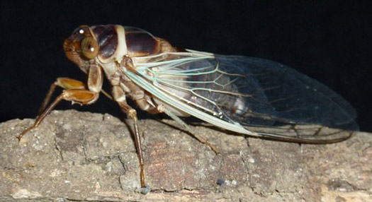 Diceroprocta apache var. ochroleuca