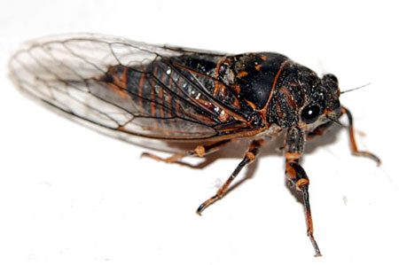 Okanagana rimosa central Mass. Okanagana rimosa central Mass.