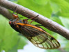 Ovipositing M. septendecim from Brood XIII