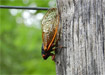 Brood II Periodical Cicadas In New England