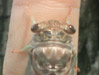 Fully formed T. canicularis cicada