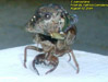 Deformed T. canicularis cicada