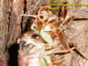 T. canicularis teneral