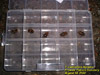 Cicada nymphs in divider tray
