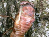 Cicada nymph mortality