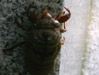 Cicada nymph on head-stone