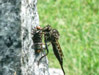 Robber fly and prey