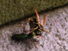 Wasp and prey
