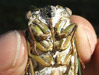 Cicada Info for Martha's Vineyard