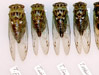 Tibicen Cicada Series 2