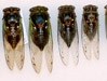 Tibicen Cicada Series 3