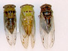 Tibicen cicada series 4