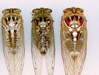 Tibicen cicada series 5