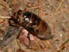 Cicada nymph