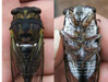 Tibicen lyricen stung by cicada killer.