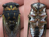 Tibicen lyricen stung by cicada killer