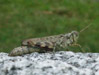 Locust