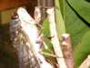 Ovipositing female cicada