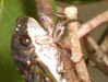 Ovipositing female T. canicularis