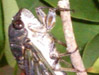 T. canicularis ovipositing