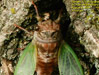 Molting cicada