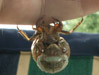 Molting cicada on finger