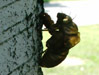 Cicada nymph shell