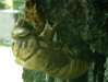 Tibicen cicada exuvium.