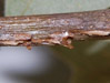 Cicada egg slits