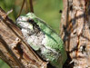 Grey Tree Frog