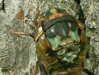 T. lyricen cicada that is stuck.