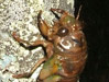 T. lyricen nymph on headstone